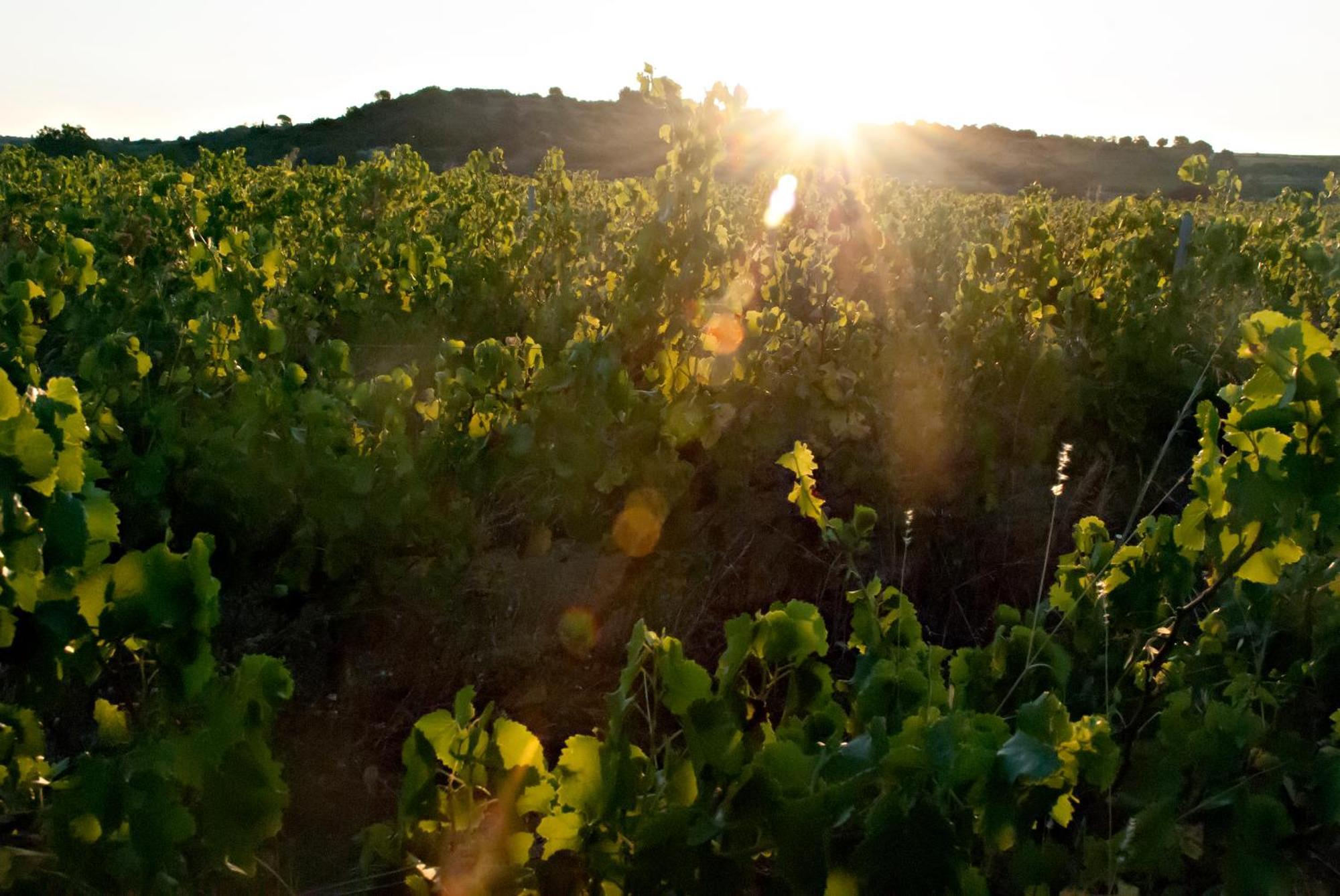Chartreuse De Mougeres - Caux Pezenas Bed & Breakfast ภายนอก รูปภาพ